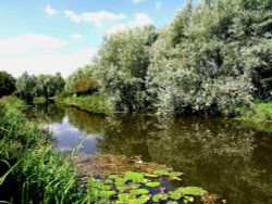 Beverley Beck Wallpaper