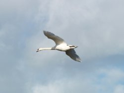 Swan in flight over the River Humber, New Holland, Lincolnshire Wallpaper