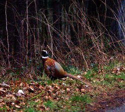 A male Pheasant, Derwent Reservoir, Castleton, Derbyshire Wallpaper