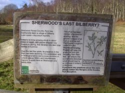 Bilberry, Sherwood Forest, Mansfield, Nottinghamshire Wallpaper