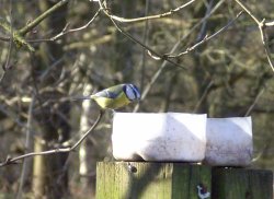 Blue Tit at Sherwood Forest, Mansfield, Nottinghamshire Wallpaper