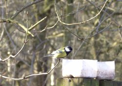 Great Tit at Sherwood Forest, Mansfield, Nottinghamshire Wallpaper