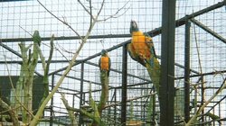 Parrots, Twycross Zoo, Leicestershire