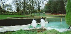 King Penguins, Twycross Zoo, Leicestershire Wallpaper
