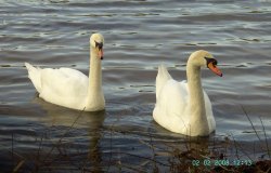 Swans, Clumber Country Park, Worksop, Nottinghamshire Wallpaper