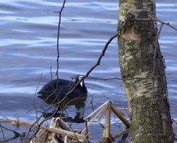 A Coot, Clumber Country Park, Worksop, Nottinghamshire Wallpaper