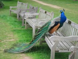 Kew Gardens Wallpaper