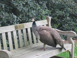 Kew Gardens Wallpaper