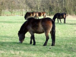 Exmoor Ponies