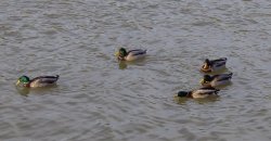 Ulley Country Park, South Yorkshire