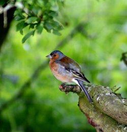 Male Chaffinch