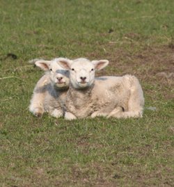 Lambs