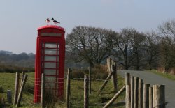 Oyster catchers, Whitewell, Lancashire Wallpaper