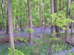 Bluebells, Stoke Wood, Bicester, Oxfordshire