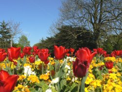 Spring bulbs in Greenwich Park, Greater London Wallpaper