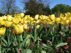 Spring bulbs in Greenwich Park, Greater London Wallpaper