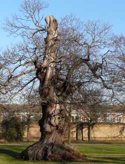 Tree in Greenwich Park, Greater London