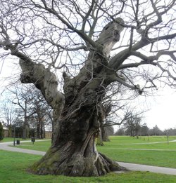 Tree in Greenwich Park, Greater London