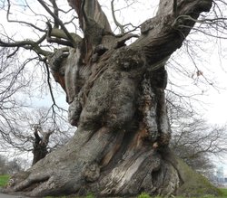Tree in Greenwich Park, Greater London Wallpaper