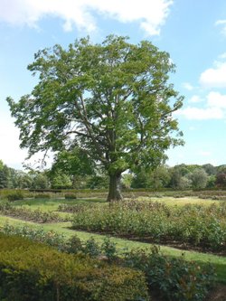 Tree in Greenwich Park, Greater London