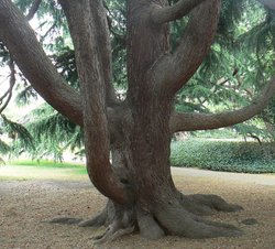 Tree in Greenwich Park, Greater London Wallpaper