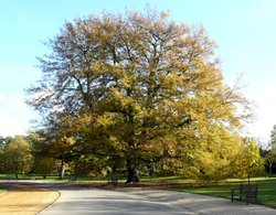 Tree in Dulwich Park, Greater London Wallpaper