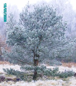 Winterland, Worksop, Nottinghamshire