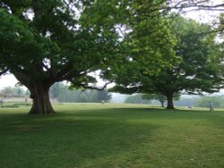 The Park at Knole, Sevenoaks, Kent Wallpaper