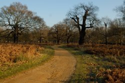 Richmond Park, Richmond upon Thames, Greater London Wallpaper