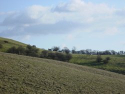 Barton hills