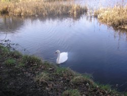Dingle / Canal nice looking swan