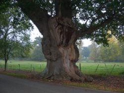 Isaac's Oak, Wheatley, Oxfordshire Wallpaper