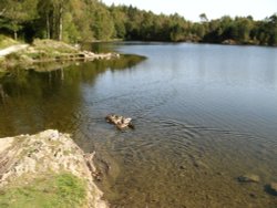 Tarn Hows, Cumbria. Wallpaper