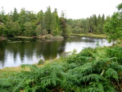 Tarn Hows, Cumbria. September 2007. Wallpaper