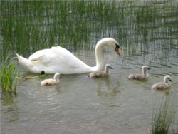 Swans in Herrington Country Park, Houghton le Spring, Sunderland. Wallpaper