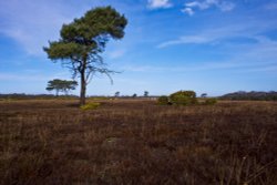 New Forest, Hampshire Wallpaper