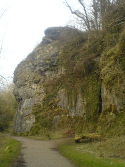 The lions head
