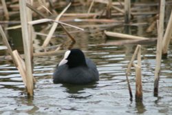 Coot. Herrington Country Park. Sunderland. Wallpaper