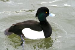Tuffted Duck Male.  Herrington Country Park. Sunderland. Wallpaper