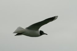 Black Headed Gull.  Herrington Country Park. Sunderland. Wallpaper