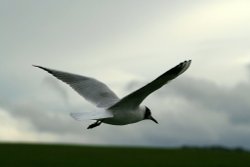 Black Headed Gull. Herrington Country Park. Sunderland. Wallpaper