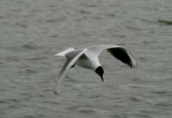 Black Headed Gull. Herrington Country Park. Sunderland. Wallpaper
