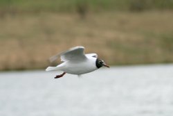 Black Headed Gull. Herrington Country Park. Sunderland. Wallpaper