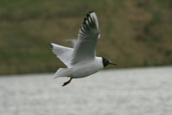 Black Headed Gull.  Herrington Country Park. Sunderland. Wallpaper