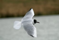 Black Headed Gull.  Herrington Country Park. Sunderland. Wallpaper