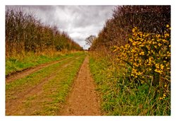 From Manningtree to Cattawade Marshes