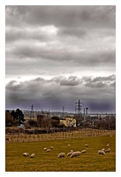 Sheep in Suffolk