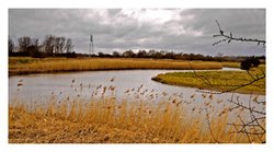 Cattawade Marshes