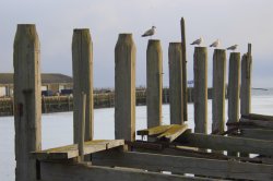 Newhaven Harbour