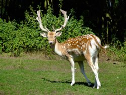 Fallow deer in East park, Kingston upon Hull, East Riding of Yorkshire Wallpaper